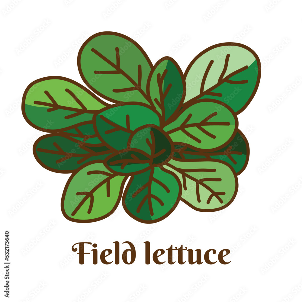 Hand drawn vector illustration of field lettuce, lamb's lettuce, corn salad, field lettuce, fetticus isolated on white background.