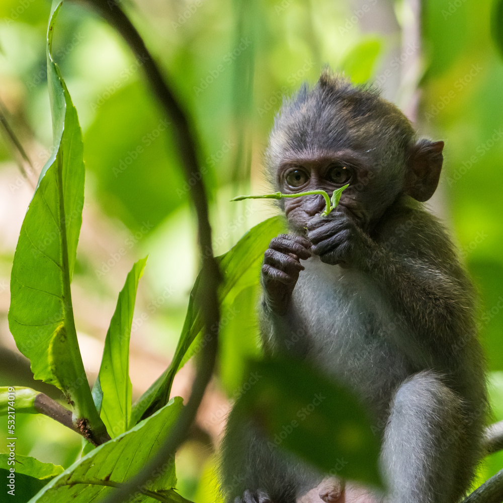 Obraz premium Juvenile long-tailed macaque in the wild.