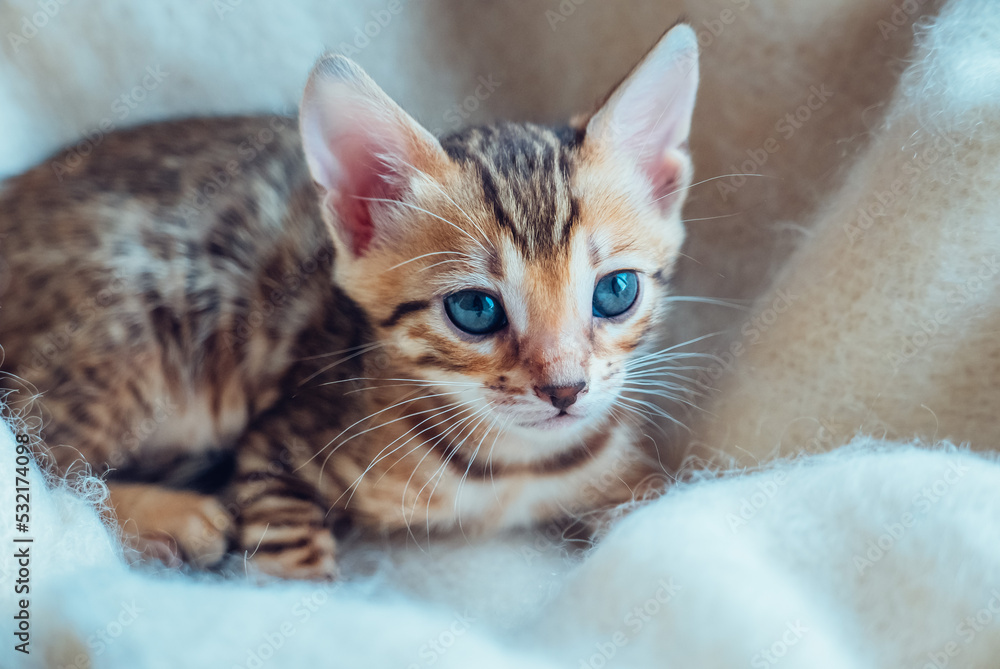 Portrait of beautiful bengal kitten Portrait of beautiful bengal kitten
