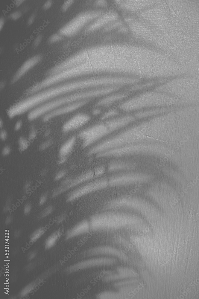 Obraz premium leaf shadow background with space for text