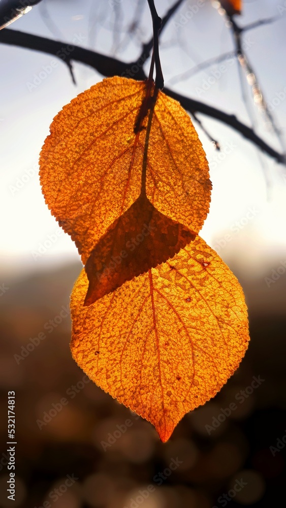 autumn leaves on the ground autumn leaves on the ground
