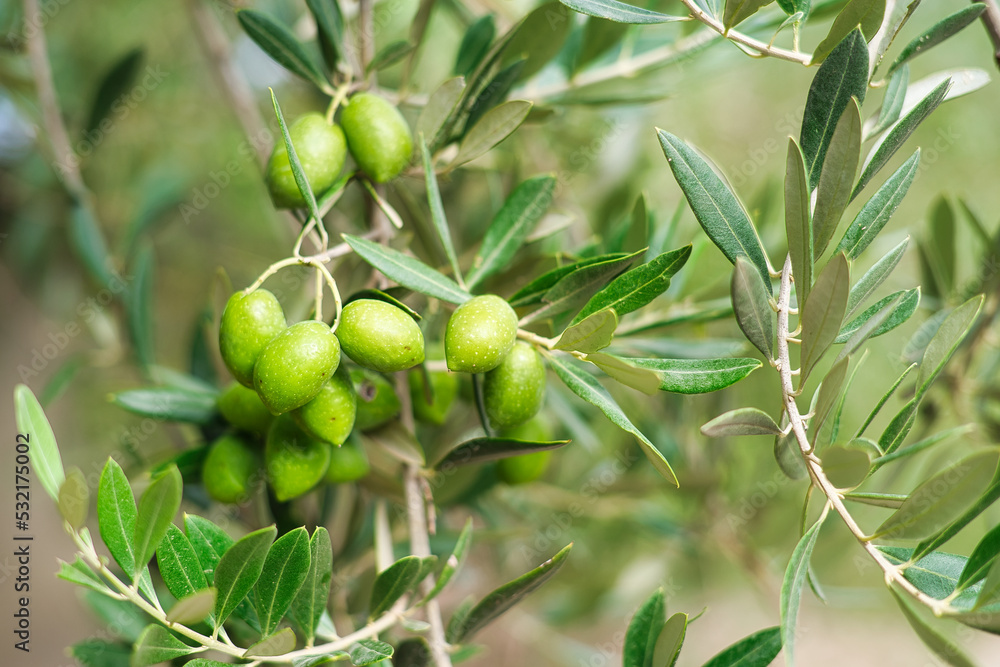 green olives in olive groves.