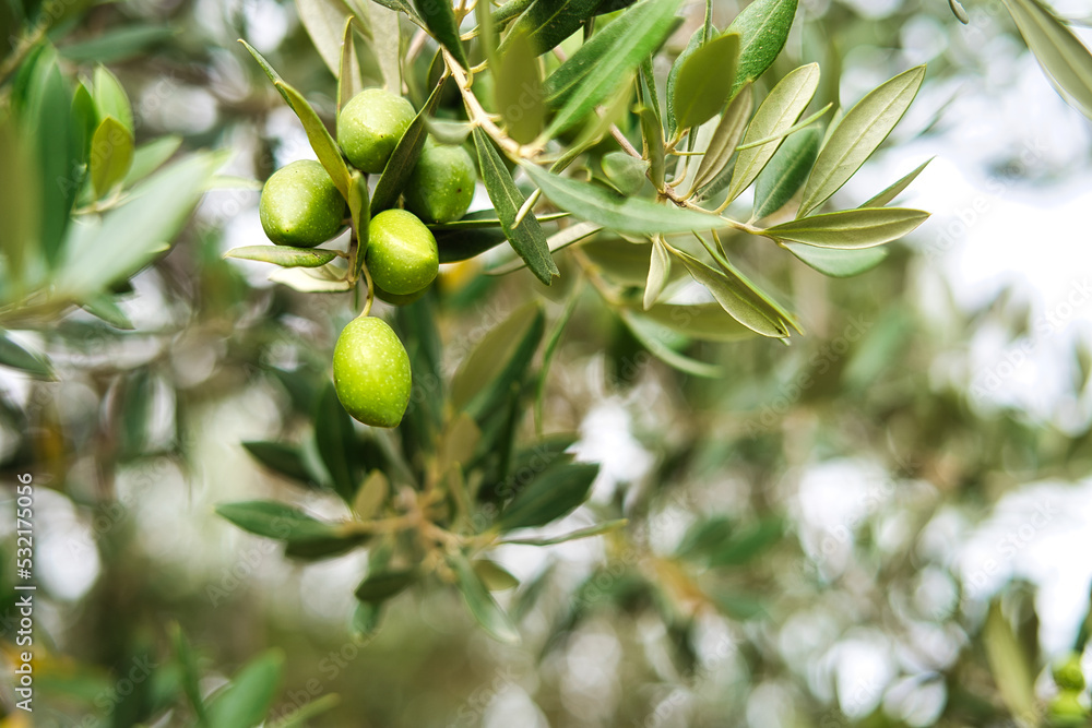 green olives in olive groves. green olives in olive groves.