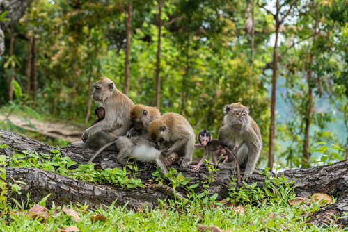 A family of long-tailed macaque monkey playing in the wild. © hit1912
