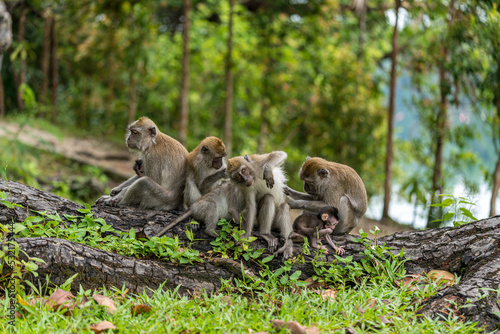 A family of long-tailed macaque monkey playing in the wild.
