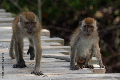 A family of long-tailed macaque monkey playing in the wild. photo