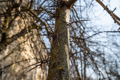 Fototapeta Naklejka Na Ścianę i Meble -  Tree with big thorns