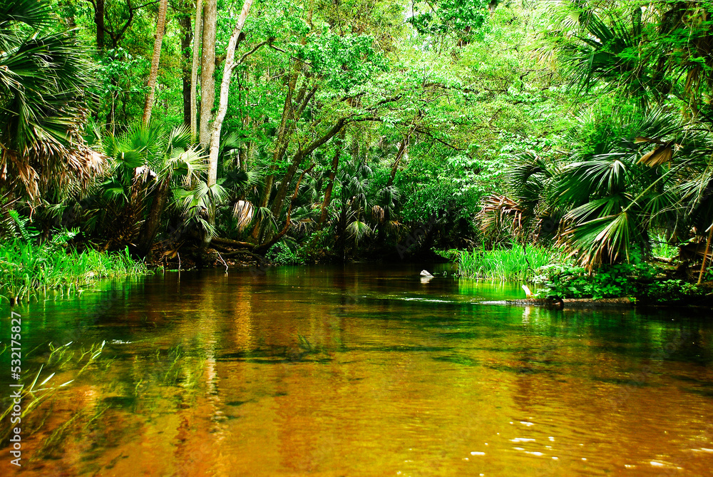 Blind branch of the Rock Springs Run river in Kelly Park Florida Stock Photo Adobe Stock
