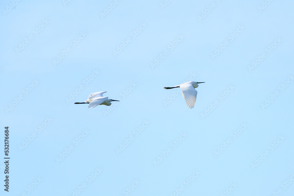 Fototapeta premium Intermediate Egret.