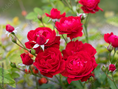 Red roses in a sunny garden
