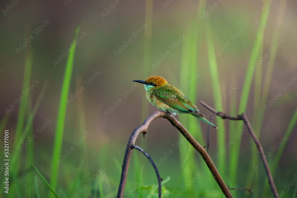 Fototapeta premium Green Bee-Eater, Little Green bee-eater