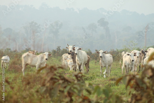 Área de queimada e desmatamento, que deram origem à pasto para criação de gado, às margens da Br-230, rodovia Transamazonica,no Sul do Amazonas 