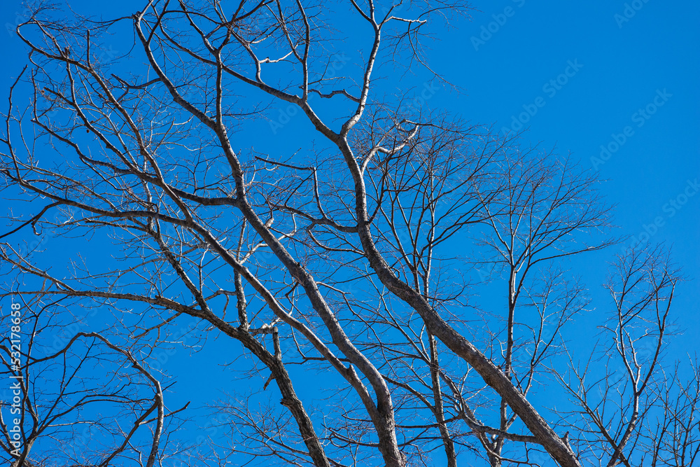 Tree branch silhouette over blue sky background. Tree branch silhouette over blue sky background.