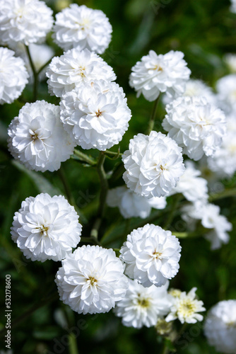 Gypsophila blossom white branchy flower, ornamental plant garden decoration nature, vertical photography