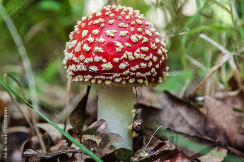 Red Amanita muscaria mushrooms in a forest