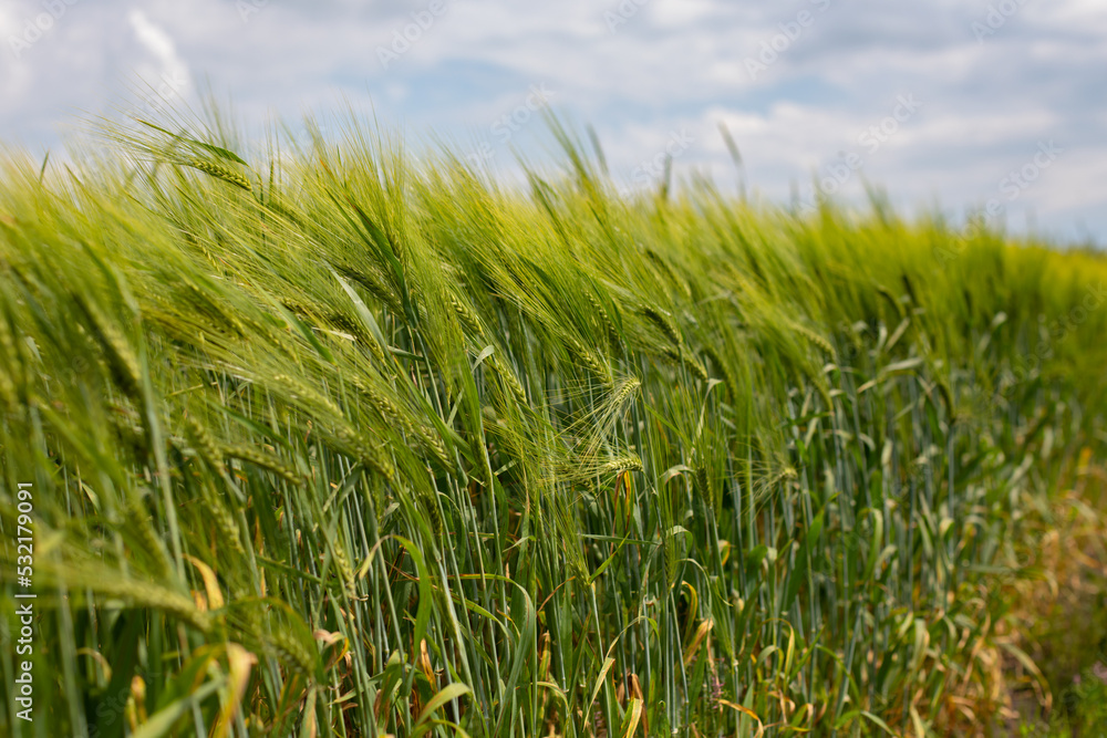 Wheat ear in the agricultural field, wheat field green tall ear swaying in the wind Wheat ear in the agricultural field, wheat field green tall ear swaying in the wind