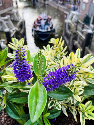 Hebe Addenda shrub veronica flower across the canals of Amsterdam photo