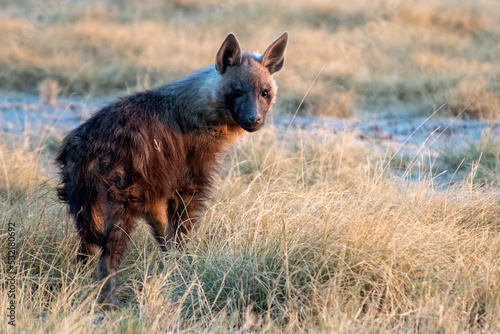 Brown hyena cub in the grass photo