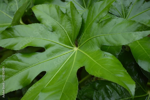 Canvastavla closeup view of false castor oil plant (fatsia japonica)