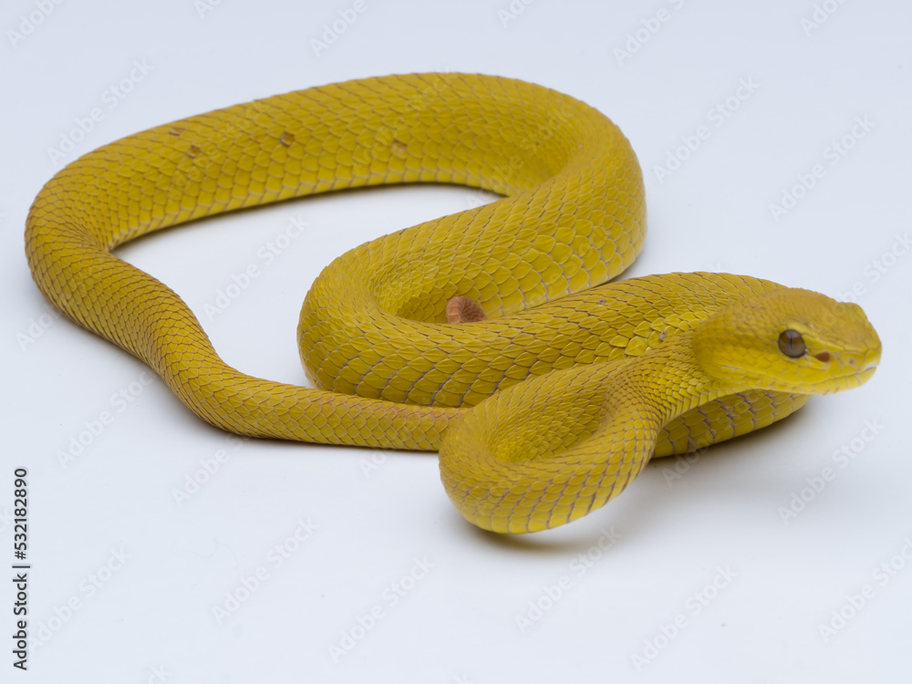 close up of a snake close up of a snake