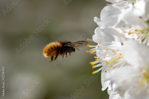 Bee fly on white flower