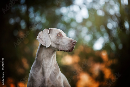 Weimaraner ritratto