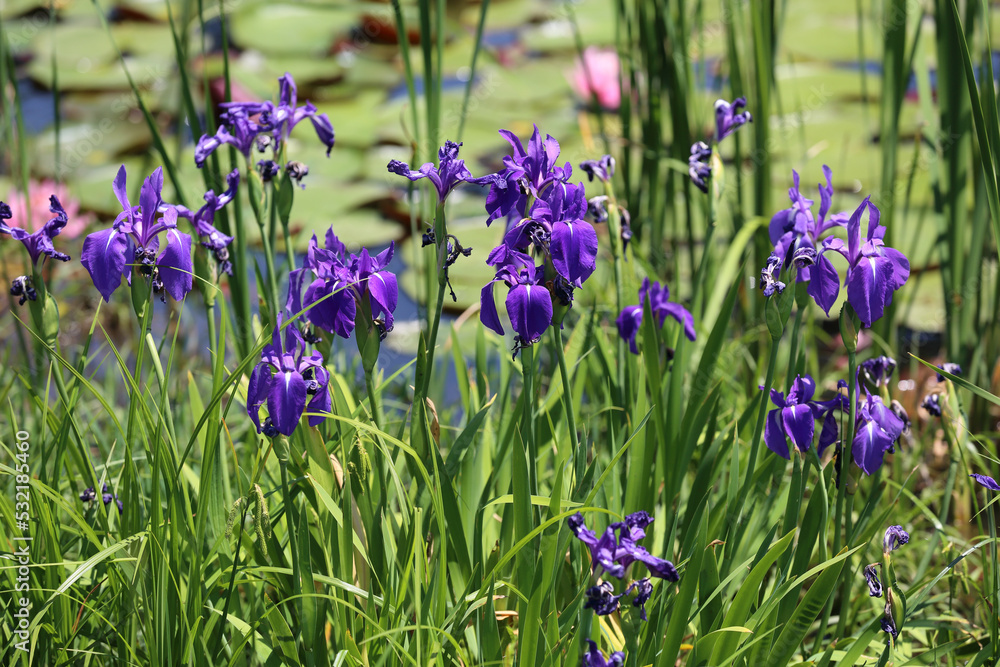 長居公園の花