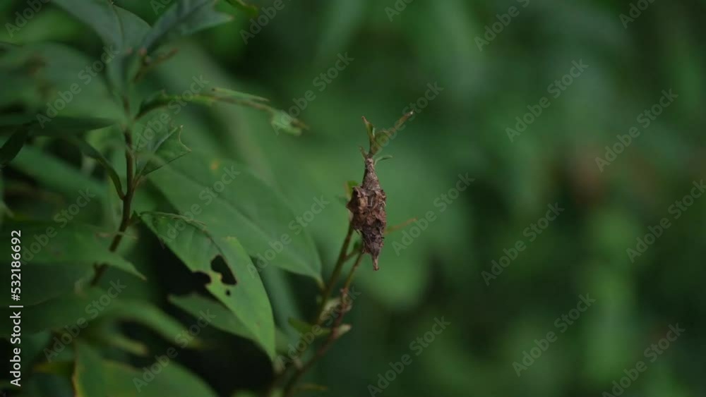風に揺れる蓑虫 風に揺れる蓑虫
