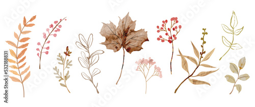 Collection of botanical elements in watercolor. Set of autumn wild flowers, plants, branches, maple leaves, berry. Hand drawn of fall season foliage vectors for card, print, graphic, decorative. photo