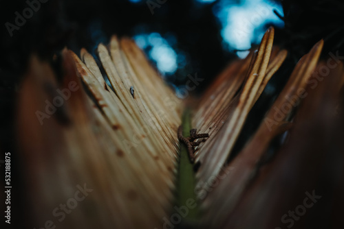 Cycad