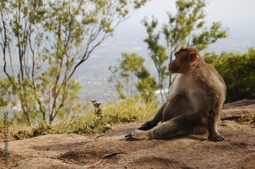 Monkey sitting and relaxing 