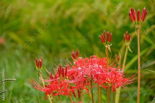 彼岸花　曼珠沙 photo