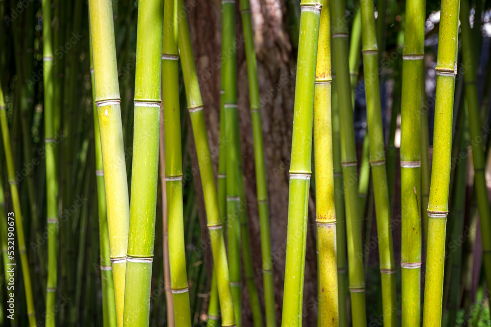 Fototapeta premium Bamboo forest background