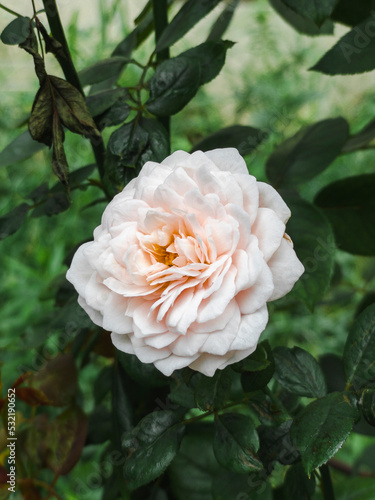 Rosa chinensis Jacq. 