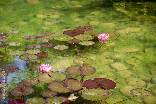 Εκτύπωση καμβά Nenuphar in a japanese garden pond