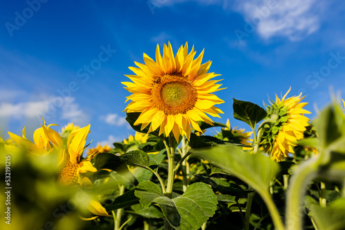 Sunflowers