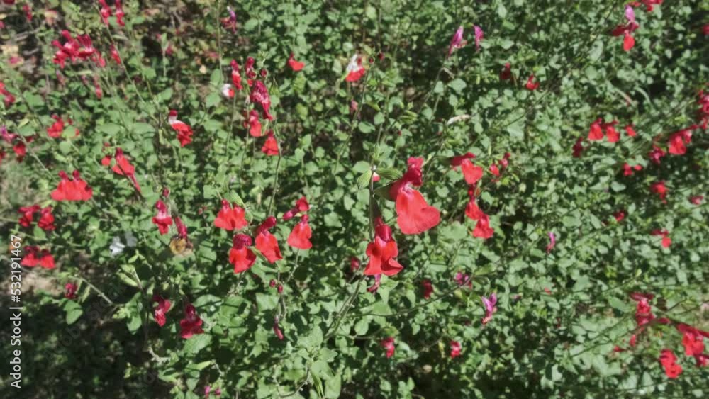 Flying bee collecting pollen from the red flower. Bee flying over the red flower.
Flying bee collecting pollen from the red flower. Bee flying over the red flower.