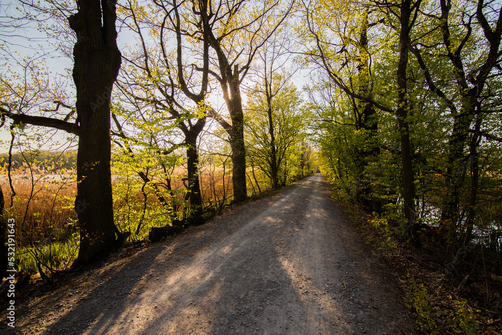 Fototapeta premium Autumn in the Łężczok bird sanctuary in Poland