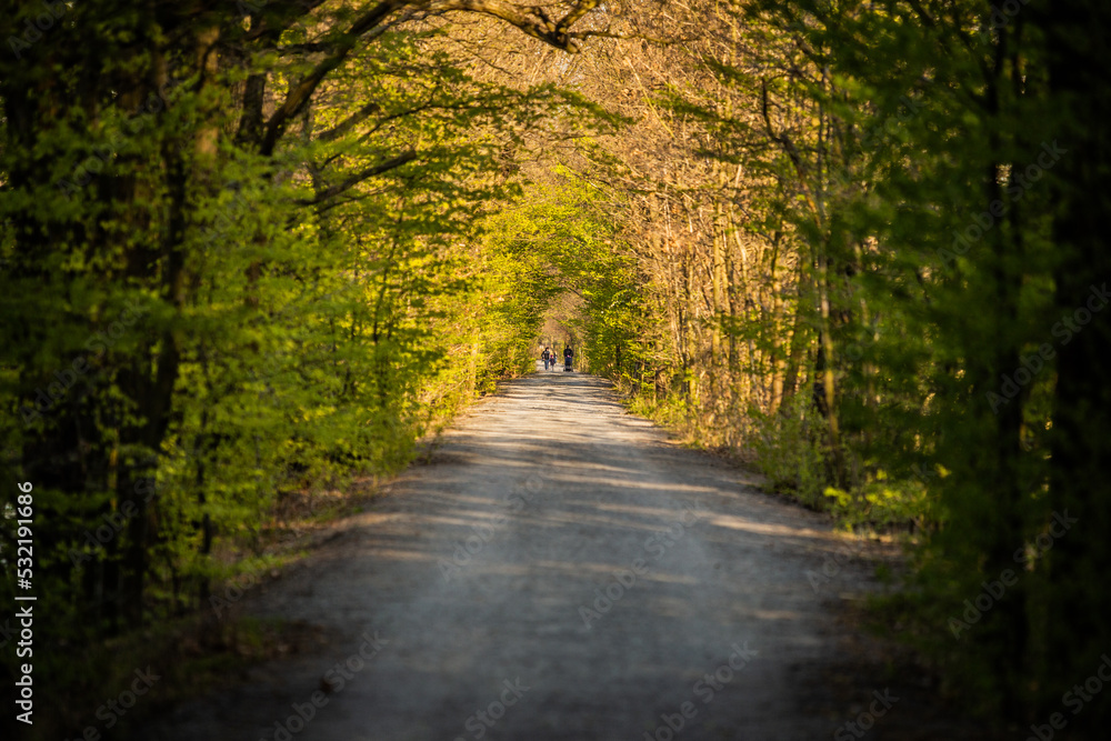 Naklejka premium Autumn in the Łężczok bird sanctuary in Poland