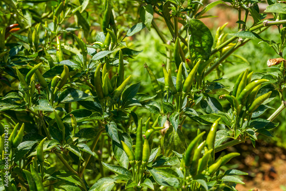 Close-up of fresh peppers grown in an agricultural estate Close-up of fresh peppers grown in an agricultural estate