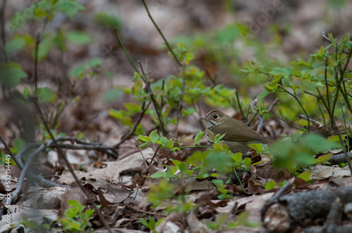 Ovenbird close to the ground in Maryland  © Kyle