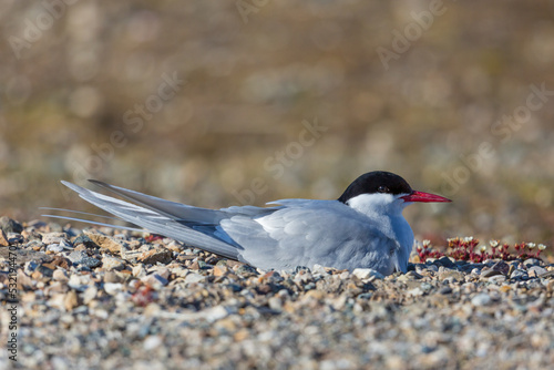 one arctic tern breading on tundra ground