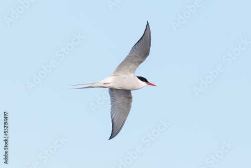 close-up flying arctic tern (Sterna paradisaea) in blue sky