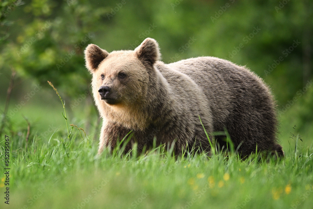 Young female brown bear side view walking in the meadow in the forest Young female brown bear side view walking in the meadow in the forest