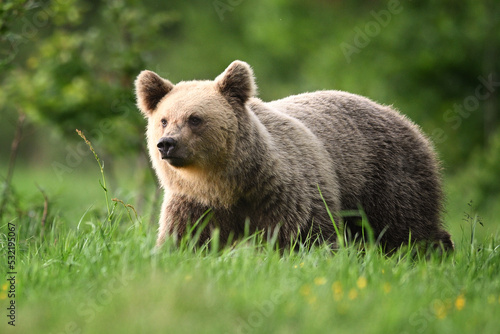 Young female brown bear side view walking in the meadow in the forest