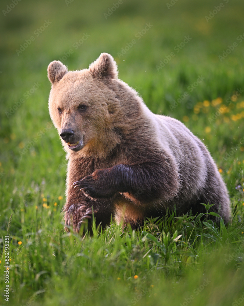 Young female brown bear runing ahead in the meadow in the forest Young female brown bear runing ahead in the meadow in the forest
