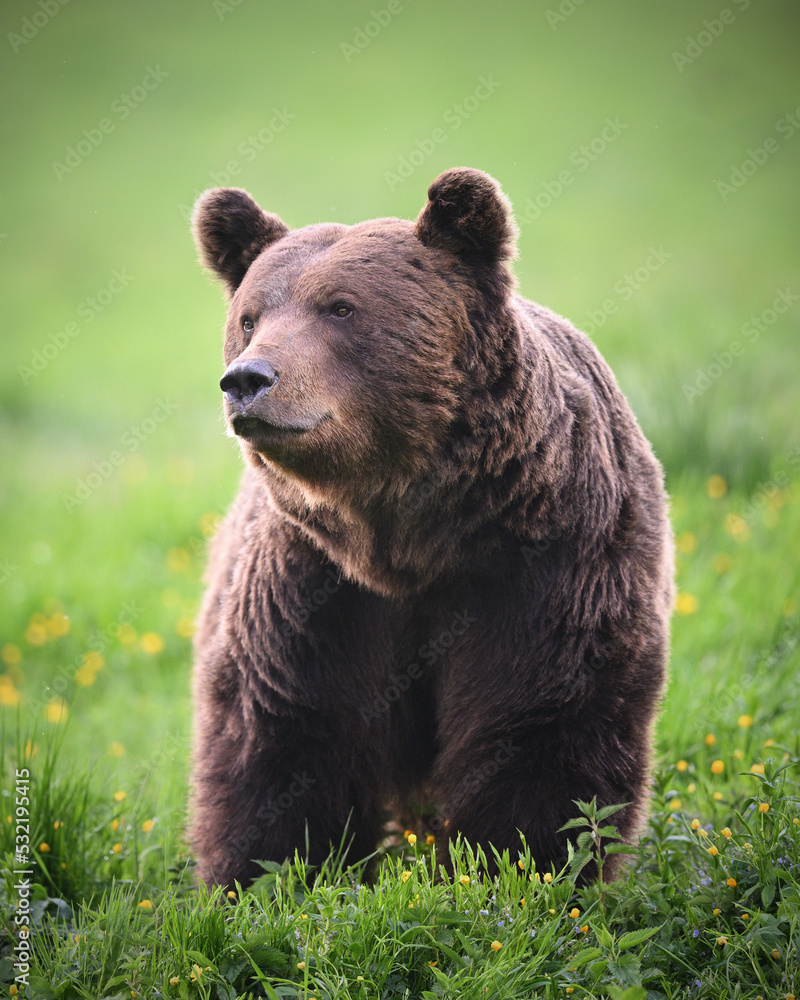 Old male brown bear front view portrait in meadow in the evening forest