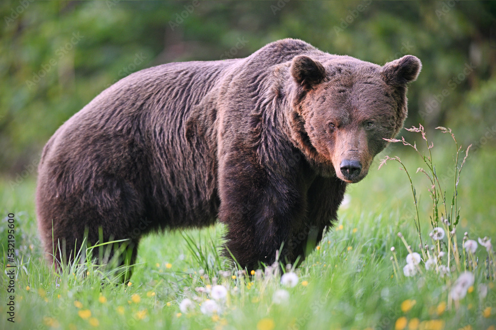 Old male brown bear side view in dandelion meadow in the evening forest Old male brown bear side view in dandelion meadow in the evening forest