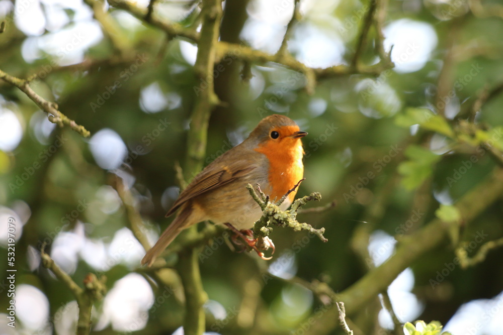 A Robin Redbreast sitting on a small branch of a tree. This photo has been taken in a forest in Preston, Lancashire. These birds are often associated with Christmas. A Robin Redbreast sitting on a small branch of a tree. This photo has been taken in a forest in Preston, Lancashire. These birds are often associated with Christmas.