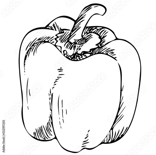 Capsicum
